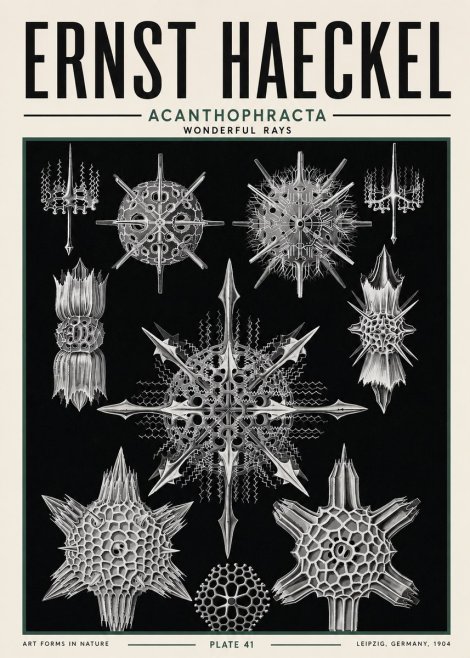 Ernst Haeckel Acanthophracta - Wonderful Rays No5 - Póster