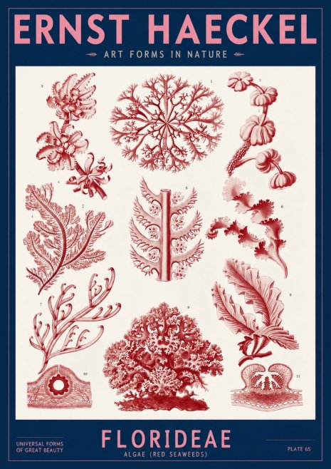 Ernst Haeckel Florideae (Red Seaweeds) No2 - Póster