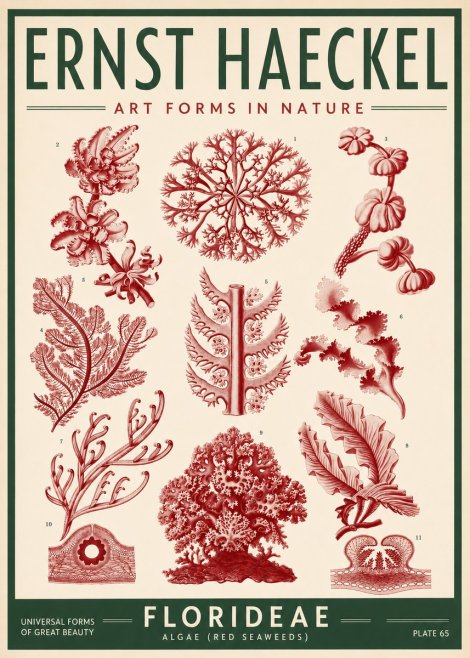 Ernst Haeckel Florideae (Red Seaweeds) No3 - Póster