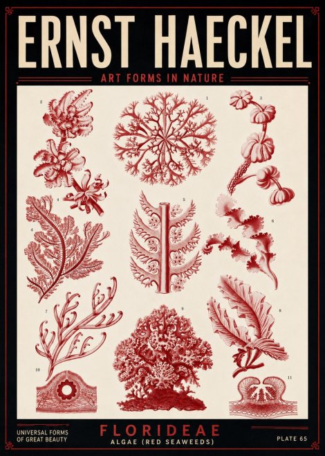 Ernst Haeckel Florideae (Red Seaweeds) No5 - Póster