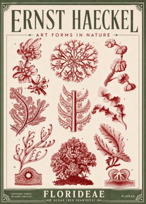 Ernst Haeckel Florideae (Red Seaweeds) No6 - Póster
