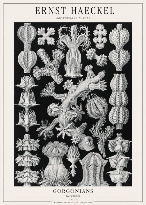 Ernst Haeckel Gorgonians No1 - Póster