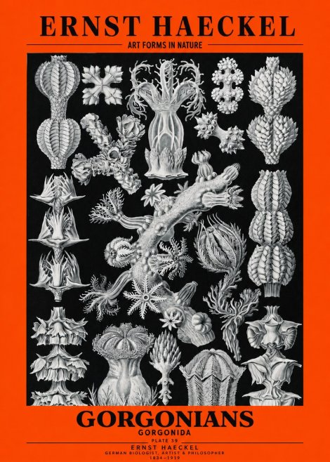 Ernst Haeckel Gorgonians No3 - Póster