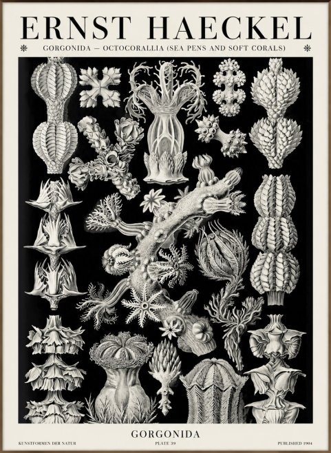 Ernst Haeckel Gorgonians No6 - Póster