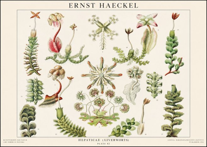 Ernst Haeckel Hepaticae (Liverworts) - Plate 82 No1 - Póster