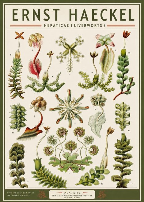 Ernst Haeckel Hepaticae (Liverworts) - Plate 82 No3 - Póster