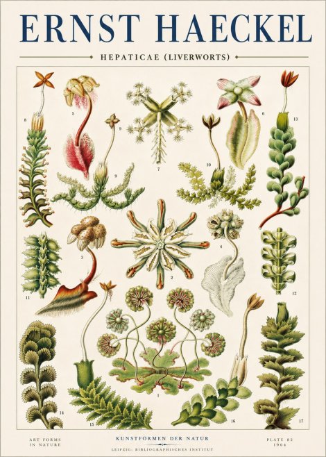 Ernst Haeckel Hepaticae (Liverworts) - Plate 82 No4 - Póster