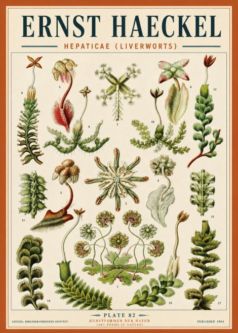 Ernst Haeckel Hepaticae (Liverworts) - Plate 82 No5 - Póster