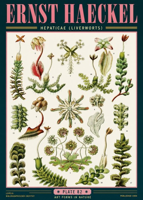 Ernst Haeckel Hepaticae (Liverworts) - Plate 82 No6 - Póster