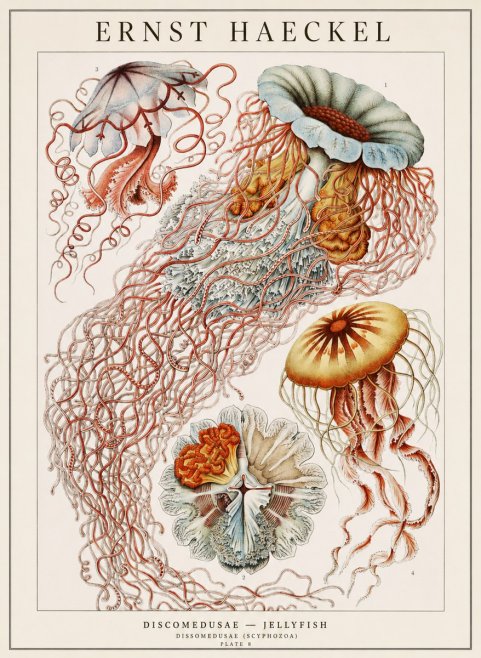 Ernst Haeckel Discomedusae — Jellyfish No1 - Póster