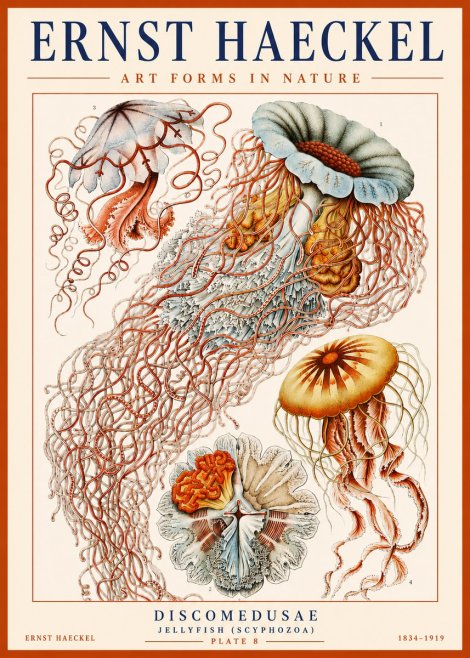 Ernst Haeckel Discomedusae — Jellyfish No3 - Póster