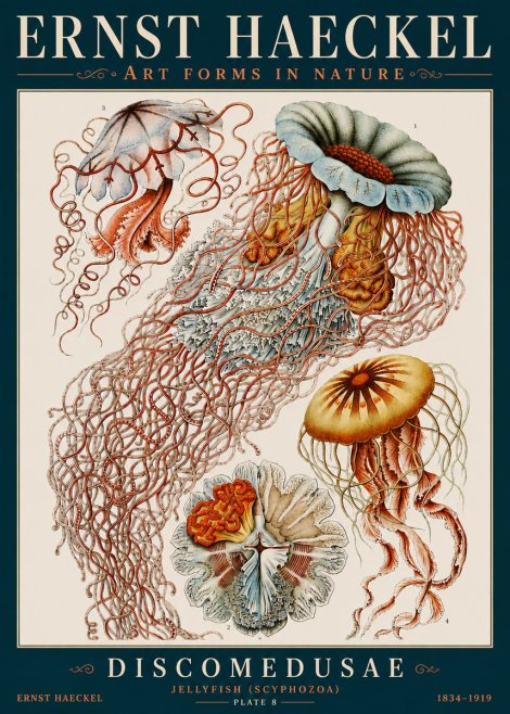 Ernst Haeckel Discomedusae — Jellyfish No4 - Póster