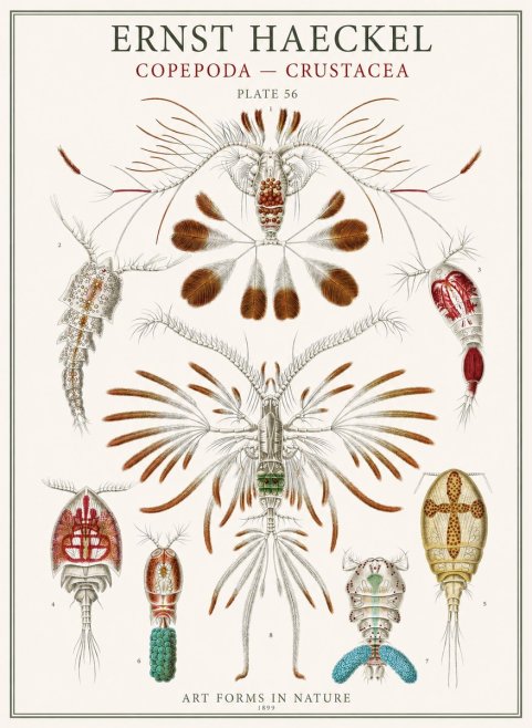 Ernst Haeckel Copepoda — Crustacea Plate 56 No1 - Póster