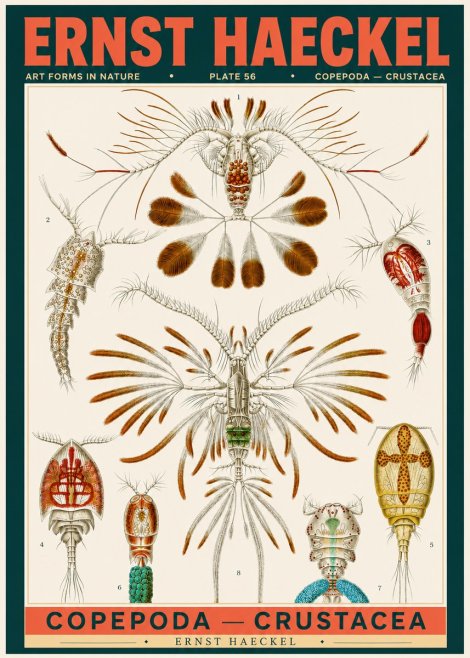Ernst Haeckel Copepoda — Crustacea Plate 56 No2 - Póster
