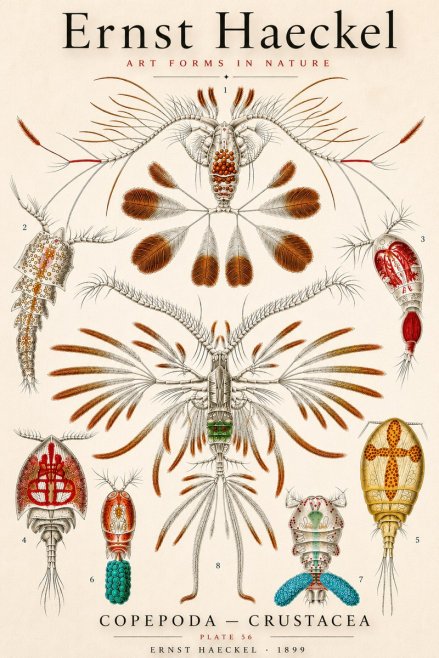 Ernst Haeckel Copepoda — Crustacea Plate 56 No3 - Póster