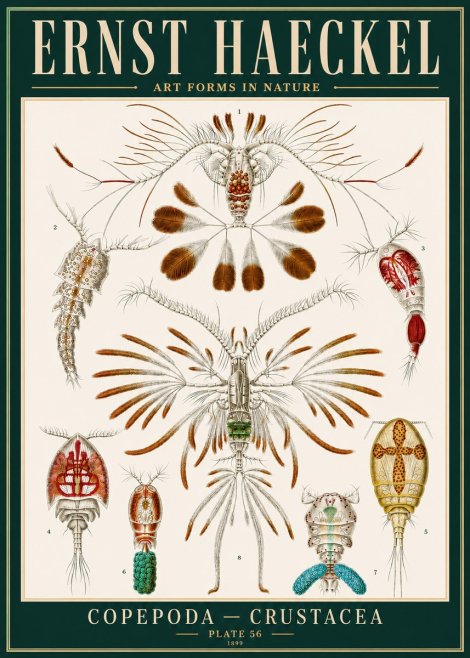 Ernst Haeckel Copepoda — Crustacea Plate 56 No4 - Póster
