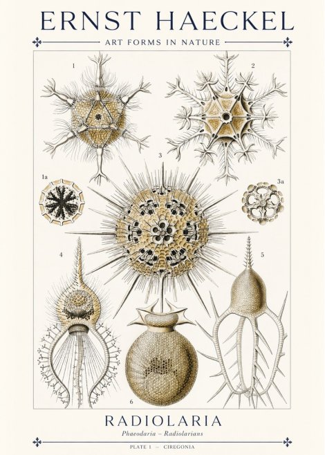 Ernst Haeckel Radiolaria - Plate 1 - Ciregonia No1 - Póster