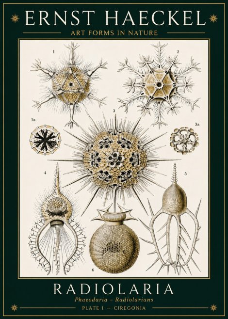 Ernst Haeckel Radiolaria - Plate 1 - Ciregonia No3 - Póster
