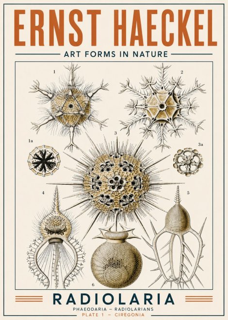 Ernst Haeckel Radiolaria - Plate 1 - Ciregonia No4 - Póster