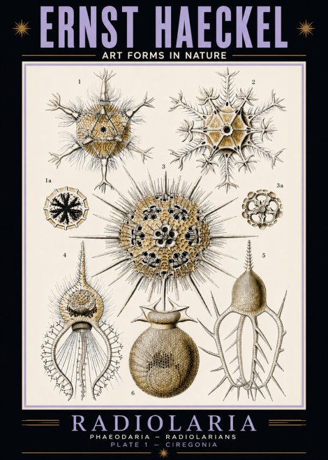 Ernst Haeckel Radiolaria - Plate 1 - Ciregonia No5 - Póster