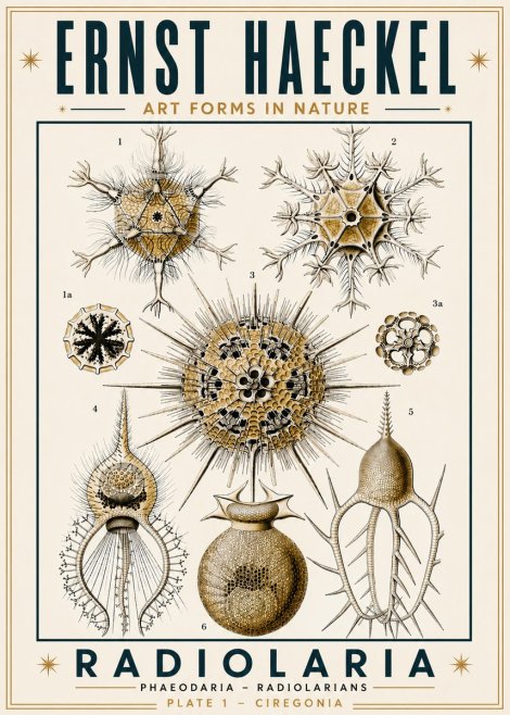 Ernst Haeckel Radiolaria - Plate 1 - Ciregonia No6 - Póster