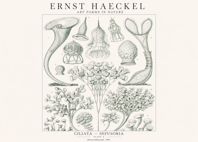 Ernst Haeckel Ciliata - Infusoria - Plate 3 No1 - Póster