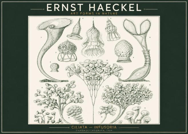 Ernst Haeckel Ciliata - Infusoria - Plate 3 No2 - Póster