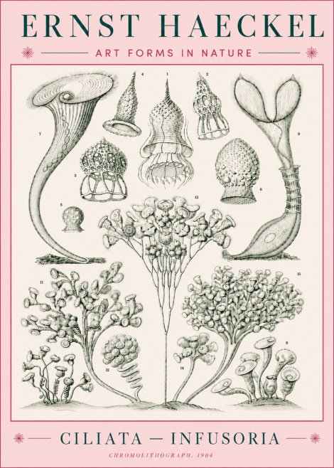 Ernst Haeckel Ciliata - Infusoria - Plate 3 No5 - Póster