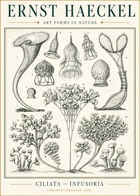 Ernst Haeckel Ciliata - Infusoria - Plate 3 No6 - Póster