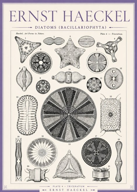 Ernst Haeckel Diatoms (Bacillariophyta) Plate 4 – Triceratium No3 - Póster