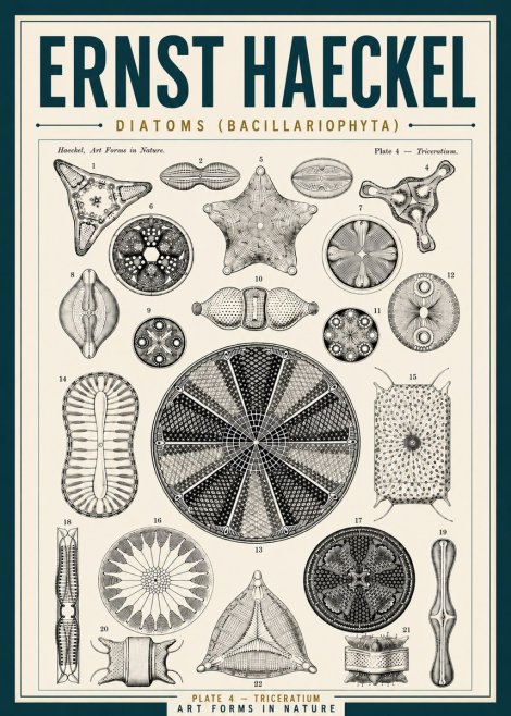 Ernst Haeckel Diatoms (Bacillariophyta) Plate 4 – Triceratium No5 - Póster