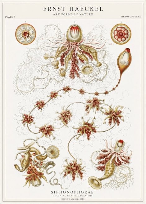 Ernst Haeckel Siphonophorae No1 - Póster