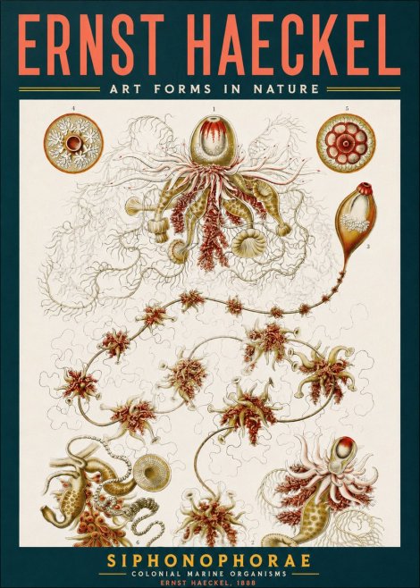 Ernst Haeckel Siphonophorae No2 - Póster