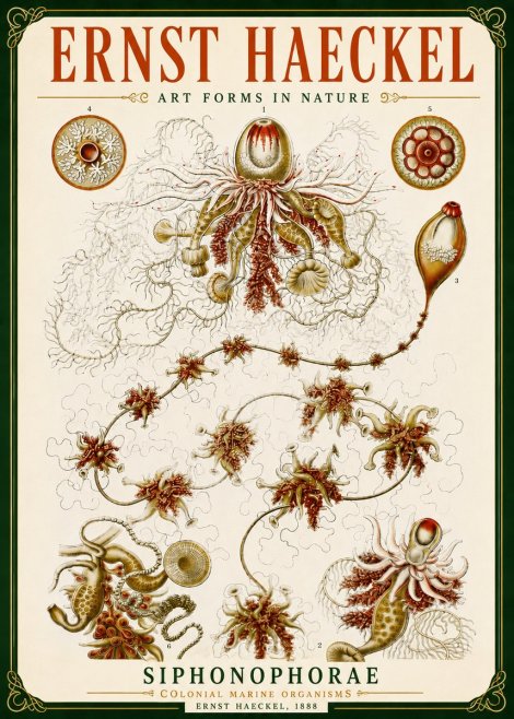 Ernst Haeckel Siphonophorae No5 - Póster