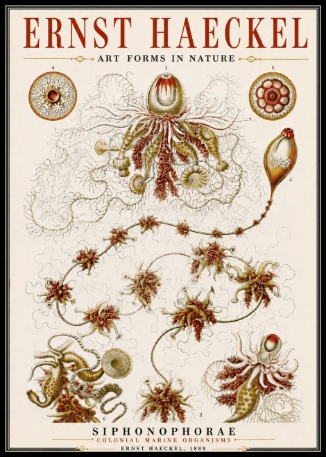 Ernst Haeckel Siphonophorae No6 - Póster
