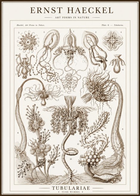 Ernst Haeckel Tubulariae No1 - Póster
