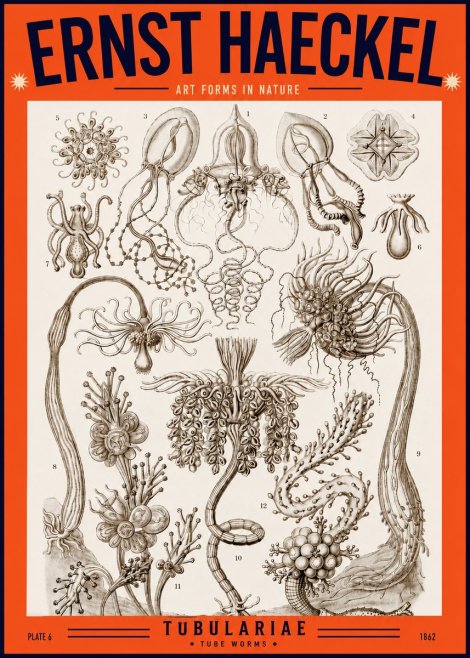 Ernst Haeckel Tubulariae No2 - Póster