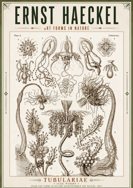 Ernst Haeckel Tubulariae No5 - Póster