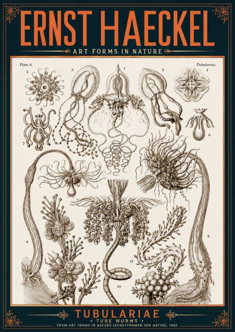 Ernst Haeckel Tubulariae No6 - Póster