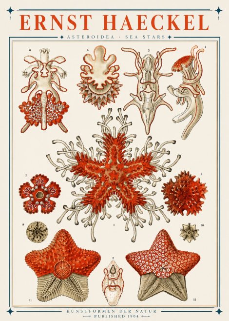 Ernst Haeckel Asteroidea. Sea Stars No3 - Póster
