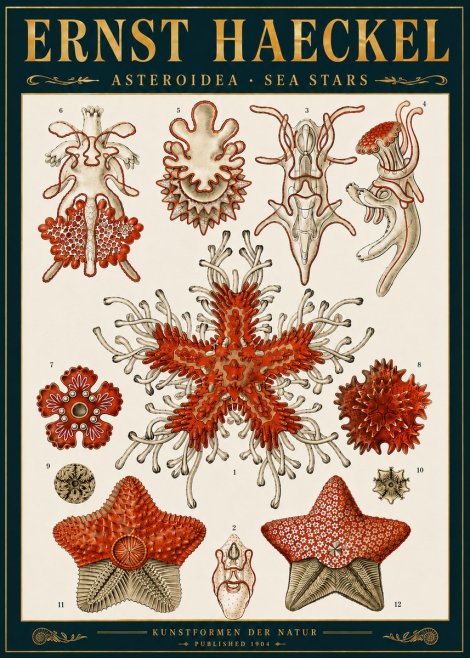 Ernst Haeckel Asteroidea. Sea Stars No6 - Póster