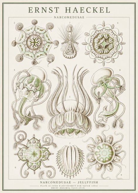 Ernst Haeckel Narcomedusae - Jellyfish No1 - Póster