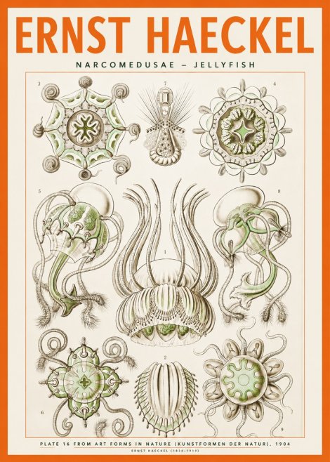 Ernst Haeckel Narcomedusae - Jellyfish No2 - Póster