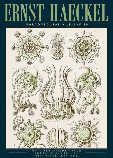 Ernst Haeckel Narcomedusae - Jellyfish No3 - Póster