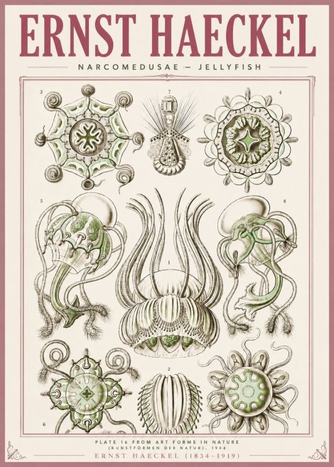 Ernst Haeckel Narcomedusae - Jellyfish No4 - Póster