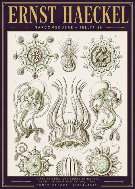 Ernst Haeckel Narcomedusae - Jellyfish No6 - Póster