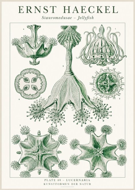 Ernst Haeckel Stauromedusae – Jellyfish No1 - Póster