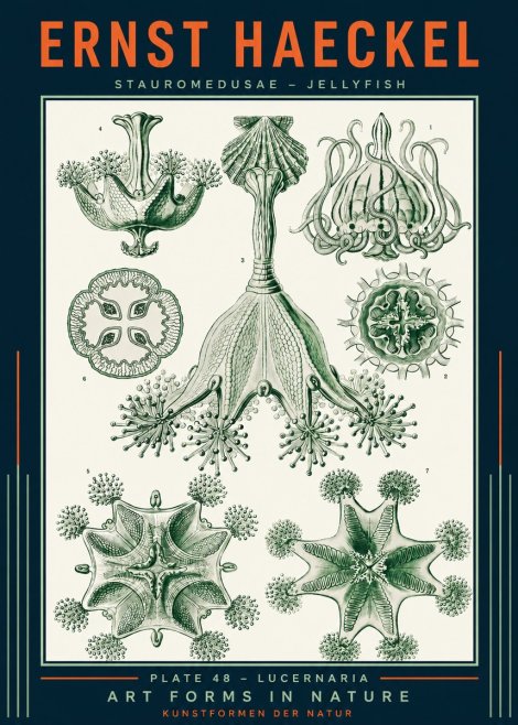 Ernst Haeckel Stauromedusae – Jellyfish No2 - Póster
