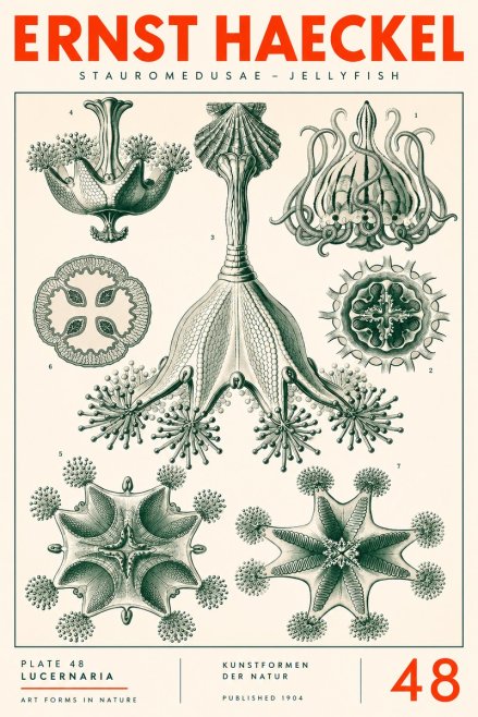 Ernst Haeckel Stauromedusae – Jellyfish No3 - Póster