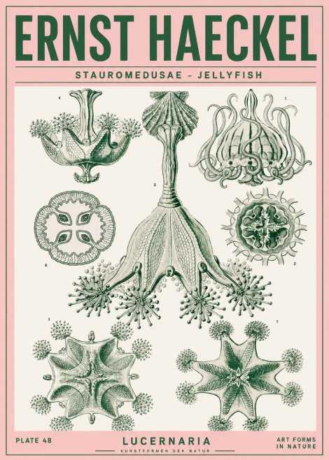 Ernst Haeckel Stauromedusae – Jellyfish No4 - Póster
